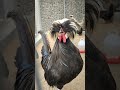 European Breed Polish Chicken Shorts Polishchicken Netherlands Chicken Crested Poland