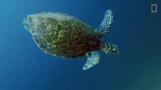 Lupe Fiasco ft. Nikki Jean- Down (Cinematic Video)