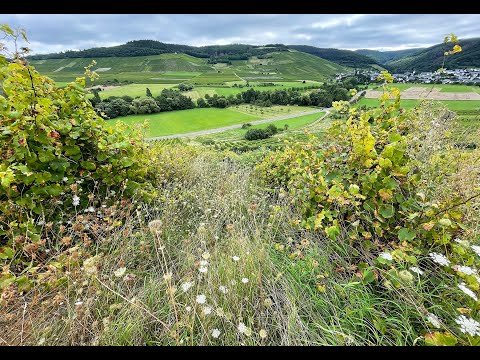 HEM Weinberge Mosel - Kulturlandschaftserhaltung