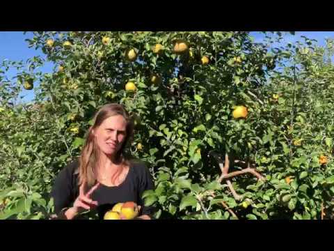 download lagu mp3 mp4 Golden Russet, download lagu Golden Russet gratis, unduh video klip Golden Russet