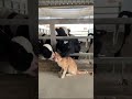 Cow Bites A Cat Must See