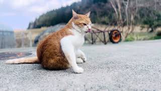 かわいい猫を観察するだけの動画