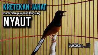 Download lagu KRETEKAN murai batu gacor BUAT PANCINGAN murai batu agar bunyi JADIKAN burung murai gacor EMOSI mp3 Download lagu KRETEKAN murai batu gacor BUAT PANCINGAN murai batu agar bunyi JADIKAN burung murai gacor EMOSI mp3