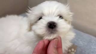 マルチーズの動画01