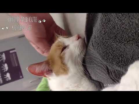 TRY NOT TO CRY ! 😭😭 Heartbreaking Moments Owners Say goodbye to their dying Cat Compilation