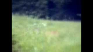 Coyote and Deer Super Slow Motion