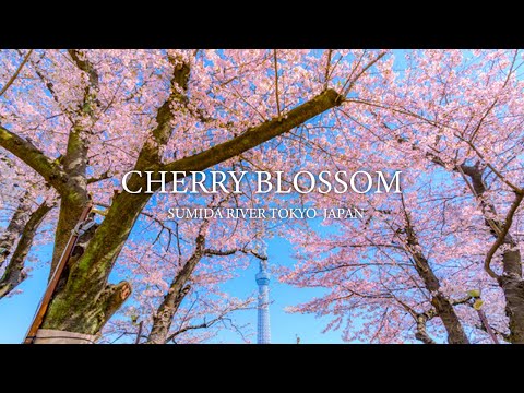 4K WONDERFUL CHERRY BLOSSOM TOKYO SUMIDA RIVER JAPAN  SAKURA WALKING TOUR | 4K Video 60fps NATURE