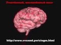 Тренинг Головного мозга по технологии Странник - До и После 
