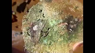 Sad Eyed Beatniks – “Monumental Ensemble”