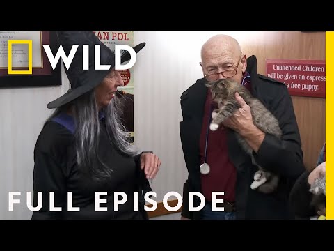 Happy Meowloween: Halloween with Dr. Pol (Full Episode) | The Incredible Dr. Pol