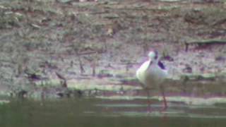preview picture of video 'Birdwatching in Naturalistic Oasis of  Campotto'
