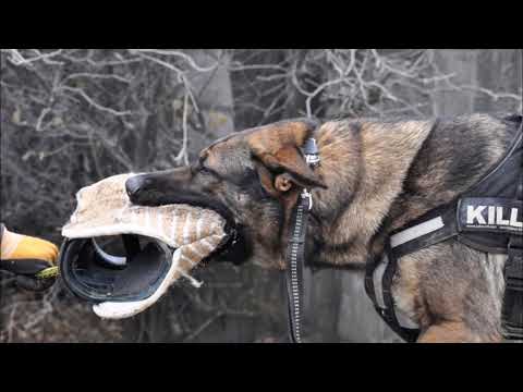 Chan Anatanup 2017 (henrik vom wolfsheim--gracie-vom-dunklen-zwinger/