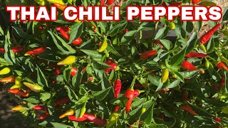 THAI CHILI PEPPERS | Red Hot Chili Peppers | Harvesting and Growing HOT Thai Chili Peppers
