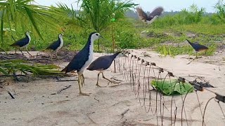 Download lagu CEPAT SEKALI RESPONNYA‼️ MIKAT BURUNG RUAK RUAK DI AREAL SAWIT [] BIRD TRAP @BangJhoniChannel mp3