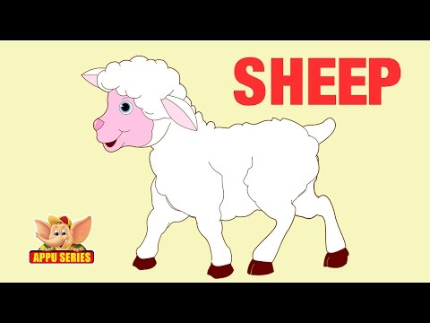 Animal Facts - Sheep... - SafeShare Animal Facts - Sheep... - SafeShare