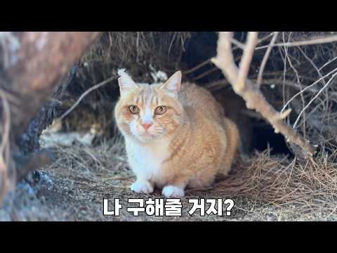 새로 한 울타리를 뚫고 또 탈출한 고양이, 위기를 맞이하다.