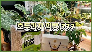 호두과자 먹방!! 눅눅해진 호두과자 바삭하게 하는법 ㅋㅋㅋ