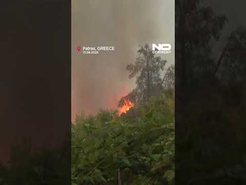 Animals carried to safety as wildfires sweep Greece #nocomment #youtubeshorts #shorts #animals