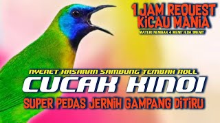 Download lagu NYECRET PEDAS NGEROLL!! CUCAK KINOI GACOR KASARAN NYERET TAMBAK ROLL PANJANG || MASTERAN CUCAKKINOI mp3