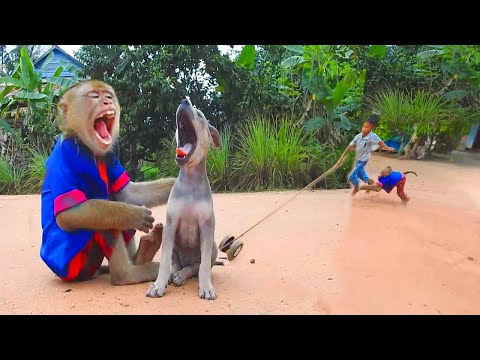 Help Me ! Don't Hit Me Like This, Best Video & Fun Around The World