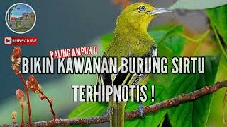 Download lagu Suara Pikat Burung Sirtu Kejepit ! bikin penasaran sirtu lain.. auto terpikat.. mp3
