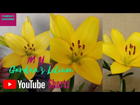 Asiatic Lily Bloomed Beautifully//Beautiful Colour of Lilium#Shorts Fahmida's Gardening