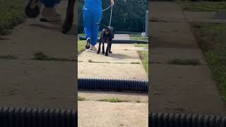 Video preview image #1 Rottweiler Puppy For Sale in Hillsboro, NH, USA