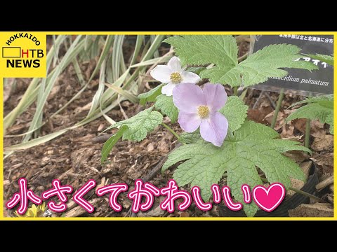 シベリアカラマツ 植物