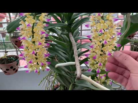 PHÂN BIỆT HOÀNG NHẠN THÁNG 4 VÀ THÁNG 8 ( thực tế quan sát tại vườn nhà )