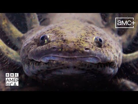 The Ancient Aztec Practice Protecting Axolotls | Our Planet Earth | BBC America