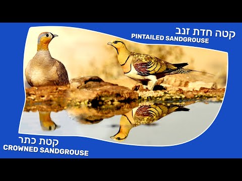 קטה חדת זנב ו קטת כתר Pintailed Sandgrouse & Crowned Sandgrouse
