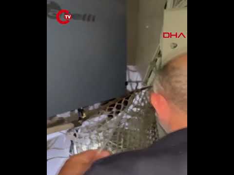 Elektrik panosuna giren yavru sansar yakalanıp doğaya bırakıldı