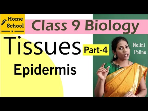 Tissues class 9 Biology Part-4