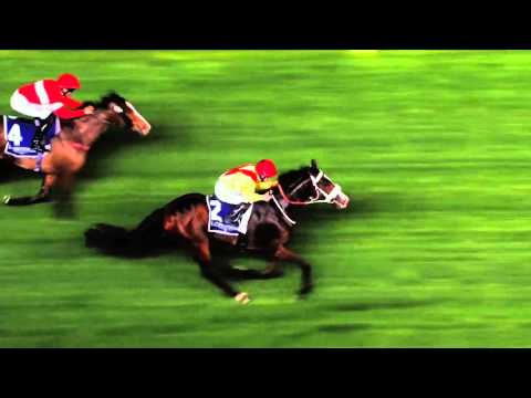 Dubai World Cup Carnival  Meydan week 1 High Lights