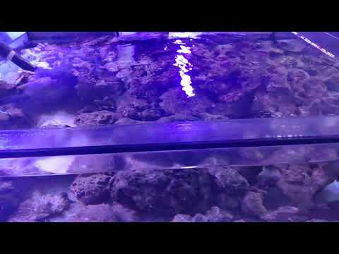 Zakładanie akwarium morskiego - Wizyta w sklepie ReefShop