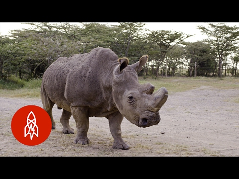 Guarding the Last Three Northern White Rhinos