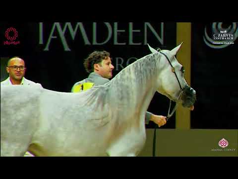 N 66 LATEEN AL DANAT   Fakhar Al Arab 2024   Fillies 2 Years Old Class 2B