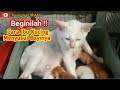 Beginilah ️ Cara Ibu Kucing Menyusui Bayinya