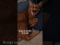 Orange Cat Tired After His Vet Visit Cutecat Reels Cute Cat Fyp Shorts Catlover Funnycats