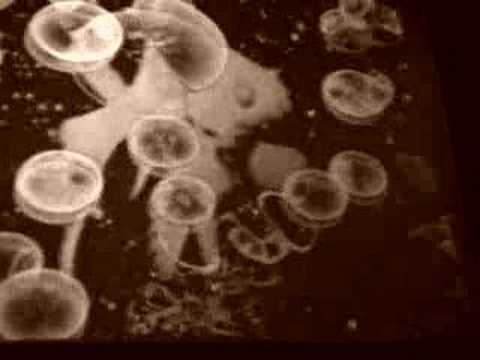 Shpongle: tokin Infected Mushroom, Gdlj. Mex oct 2006