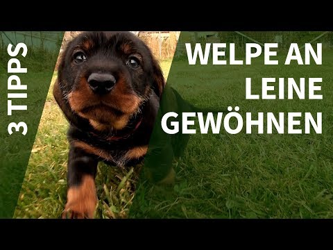 Welpe an Leine gewöhnen ► 3 Tipps zur Vorbereitung von Welpen für eine gute Leinenführigkeit