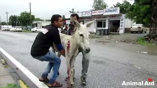 Wounded and bleeding donkey stranded on highway rescued