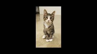 Business Showcase - Clinton County Humane Society
