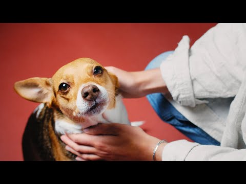 NYHET! Smakrikt foder för alla hundar