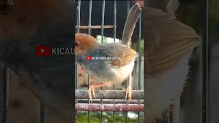 Download lagu Pancingan Prenjak Betina. Shorts# mp3