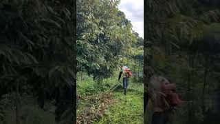 Download lagu Kebun Durian Luas 4,6 Hektar, 500 Batang Durian Usia 3 tahun Lebih, Harga 5 Miliar mp3