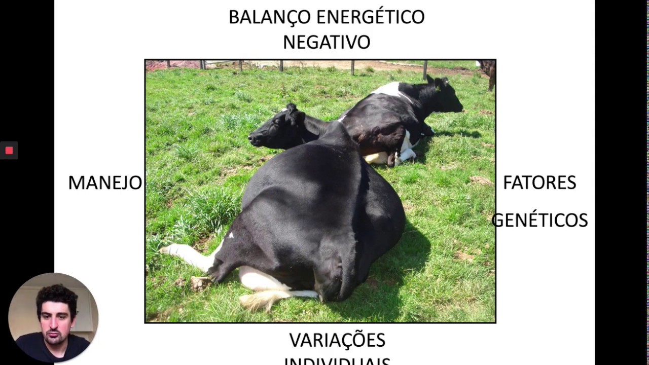 Doenças metabólicas - CETOSE DOS BOVINOS