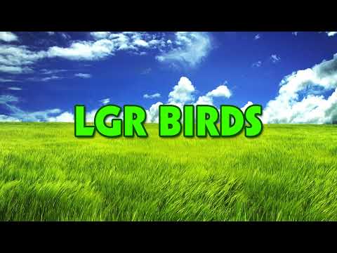 LGR Bird Feed - February 12, 2026