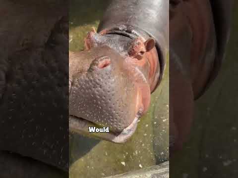 This hippo is sick