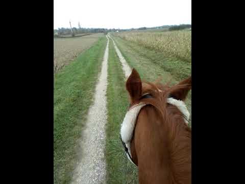 uživanje. slobodaaaa !!!! Plejbi 🐎❤️ i ja....